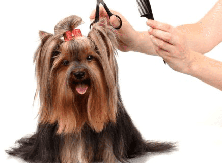 Köpek Makas Tıraşı