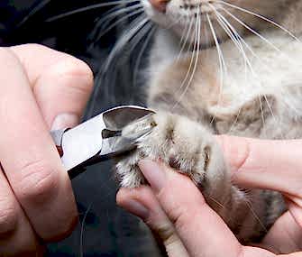 Kedi Tırnak Kesimi