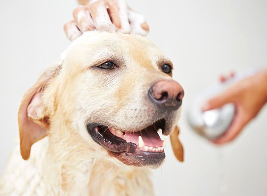 Köpeklerde Banyo