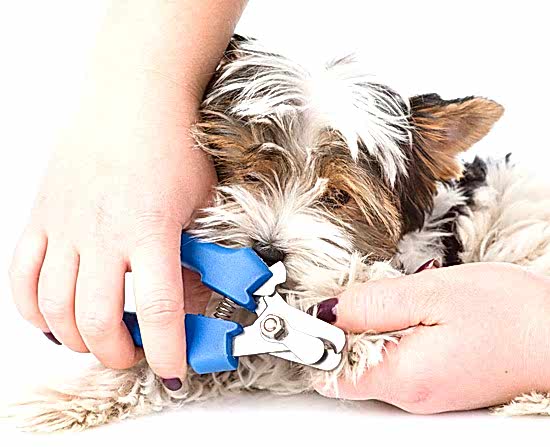 Köpeklerde tırnak kesimi