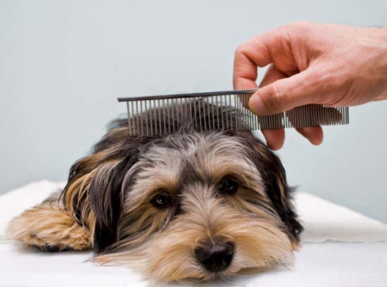 Köpeklerde Tarama